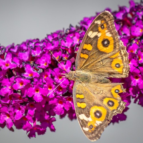 Budleja Dawida, sadzonka MAGNETA MUNCHKIN - motyli krzew