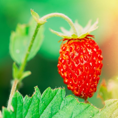 Poziomka wisząca CZERWONA - bardzo duża w wiszącej doniczce