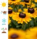 Rudbekia wieloletnia rudbeckia SmileyZ DIVINE