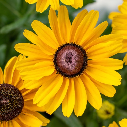 Rudbekia wieloletnia rudbeckia SmileyZ DIVINE
