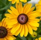 Rudbekia wieloletnia rudbeckia SmileyZ DIVINE