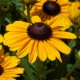 Rudbekia wieloletnia rudbeckia SmileyZ DIVINE