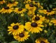 Rudbekia wieloletnia rudbeckia SmileyZ DIVINE