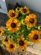Rudbekia wieloletnia rudbeckia SmileyZ DIVINE