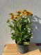 Rudbekia wieloletnia rudbeckia SmileyZ DIVINE