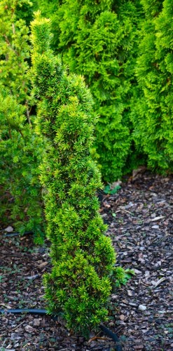 Cis pospolity DAVID - złocisto-zielony