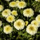 Złocień żółty LUNA, jastrun, wieloletni, leucanthemum