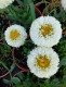 Złocień żółty LUNA, jastrun, wieloletni, leucanthemum