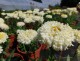 Złocień żółty LUNA, jastrun, wieloletni, leucanthemum