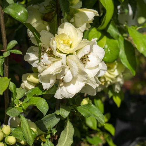 Pigwowiec okazały YUKIGOTEN - łatwy w uprawie