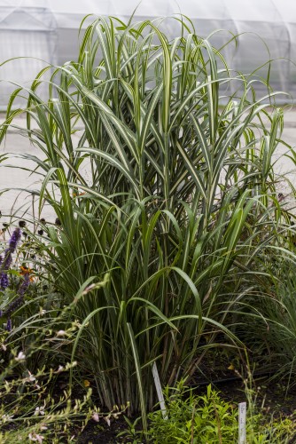 Miskant CABARET - najszersze liście