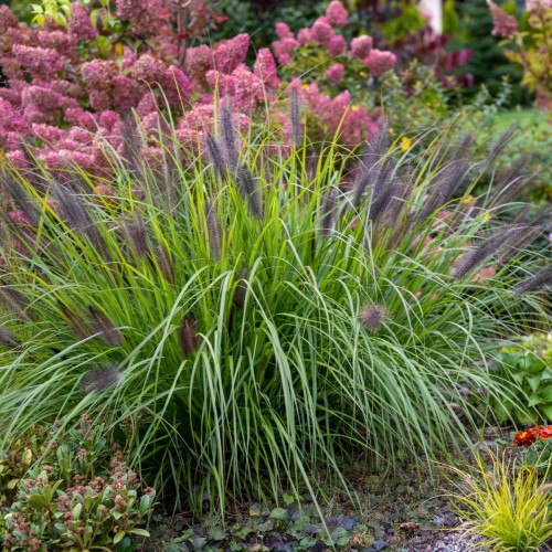 Rozplenica MOUDRY japońska - trawa piórkówka sadzonki