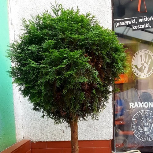 Tuja NA PNIU kula SZMARAGD - żywotnik zachodni, sadzonki