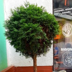 Tuja NA PNIU kula SZMARAGD - żywotnik zachodni, sadzonki
