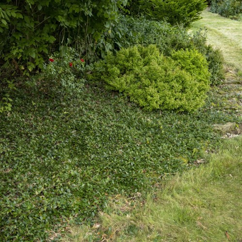 Irga MAJOR Dammera - płożąca, zadarniająca, zimozielona na SKARPY