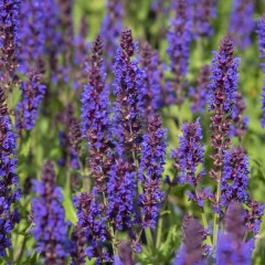 Szałwia omszona SALUTE DEEP BLUE - sadzonka 2 l