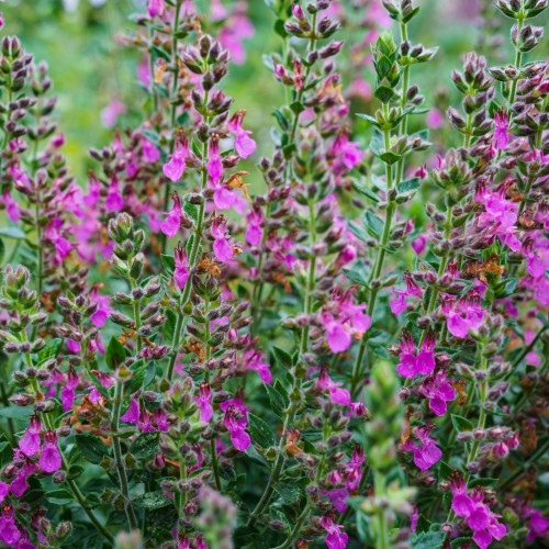 Ożanka właściwa - różowa bylina na suche gleby