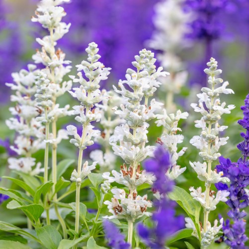 Szałwia omszona biała SALUTE WHITE wieloletnia - sadzonka