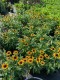 Rudbekia wieloletnia dwubarwna rudbeckia SmileyZ STAR OF LIFE
