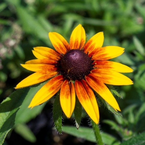 Rudbekia wieloletnia dwubarwna rudbeckia SmileyZ STAR OF LIFE