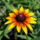 Rudbekia wieloletnia dwubarwna rudbeckia SmileyZ STAR OF LIFE