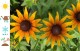 Rudbekia wieloletnia dwubarwna rudbeckia SmileyZ STAR OF LIFE