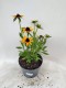 Rudbekia wieloletnia dwubarwna rudbeckia SmileyZ STAR OF LIFE