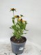 Rudbekia wieloletnia dwubarwna rudbeckia SmileyZ STAR OF LIFE