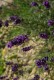 Lawenda wąskolistna HIDCOTE BLUE sadzonki - angustifolia