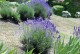 Lawenda wąskolistna HIDCOTE BLUE sadzonki - angustifolia