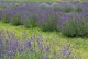Lawenda wąskolistna HIDCOTE BLUE sadzonki - angustifolia