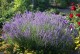 Lawenda wąskolistna HIDCOTE BLUE sadzonki - angustifolia