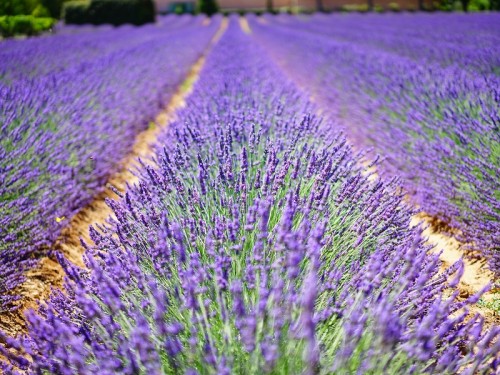 Lawenda wąskolistna HIDCOTE BLUE - lawenda z francuskiej prowansji