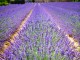 Lawenda wąskolistna HIDCOTE BLUE - lawenda z francuskiej prowansji