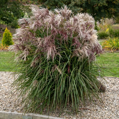 Miskant BOUCLE - Polska odmiana do małych ogrodów