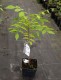 Wisteria niebieska, glicynia, macrostachya sadzonki BLUE MOON
