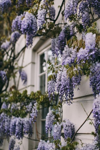 Wisteria niebieska, glicynia, macrostachya sadzonki BLUE MOON