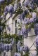 Wisteria niebieska, glicynia, macrostachya sadzonki BLUE MOON