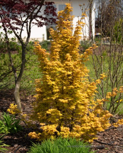 Klon Shirasawy AUREUM - złocisty, duża sadzonka 140-160 cm (C5)