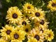 Rudbekia Flamenco VANILLA wieloletnia rudbeckia