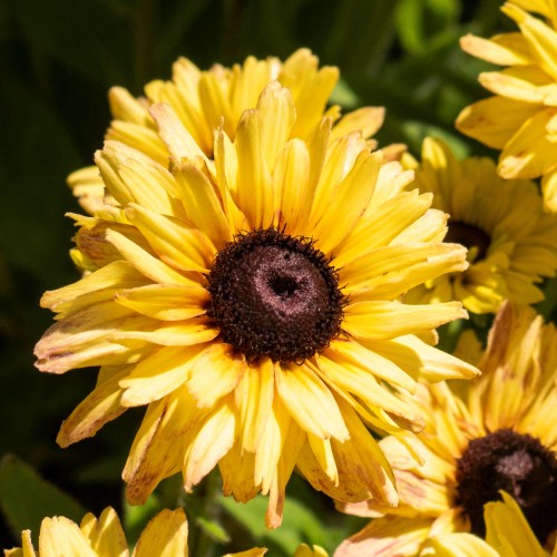 Rudbekia Flamenco VANILLA wieloletnia rudbeckia