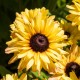 Rudbekia Flamenco VANILLA wieloletnia rudbeckia