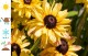 Rudbekia Flamenco VANILLA wieloletnia rudbeckia