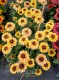 Rudbekia Flamenco VANILLA wieloletnia rudbeckia