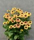 Rudbekia Flamenco VANILLA wieloletnia rudbeckia