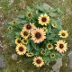 Rudbekia Flamenco VANILLA wieloletnia rudbeckia