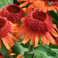 Jeżówka pomarańczowa, pełna CARROT CAKE miniaturowa - sadzonka