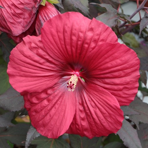 Hibiskus bagienny, bylinowy, błotny czerwony HOLY GRAIL - sadzonka
