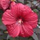 Hibiskus bagienny, bylinowy, błotny czerwony HOLY GRAIL - sadzonka