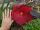 Hibiskus bagienny, bylinowy, błotny czerwony HOLY GRAIL - sadzonka